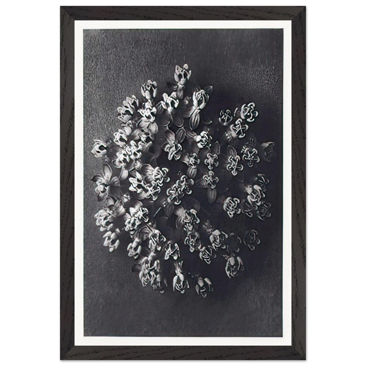 Art Forms in Nature 117 by Karl Blossfeldt, framed poster, view 2