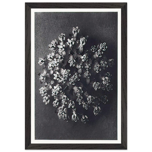 Art Forms in Nature 117 by Karl Blossfeldt, framed poster, view 2