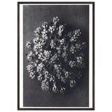 Art Forms in Nature 117 by Karl Blossfeldt, framed poster, view 3