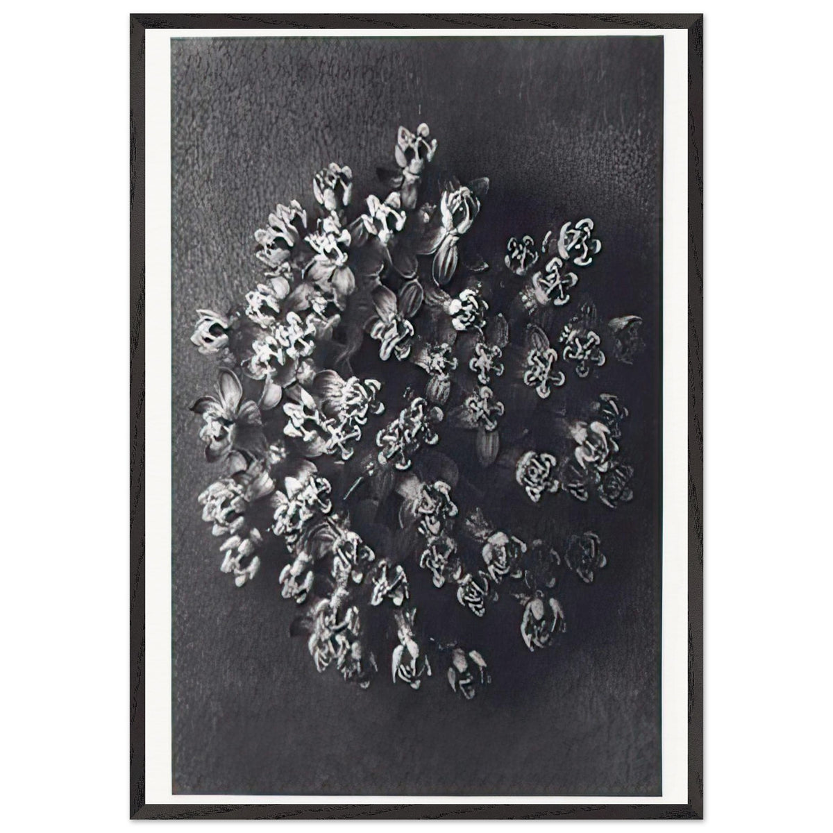 Art Forms in Nature 117 by Karl Blossfeldt, framed poster, view 3
