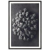 Art Forms in Nature 117 by Karl Blossfeldt, framed poster
