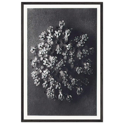 Art Forms in Nature 117 by Karl Blossfeldt, framed poster