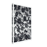 Art Forms in Nature 119 by Karl Blossfeldt, canvas