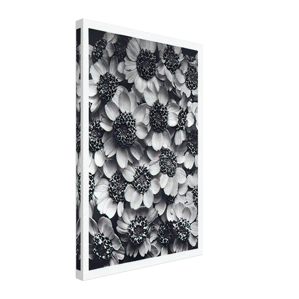 Art Forms in Nature 119 by Karl Blossfeldt, canvas