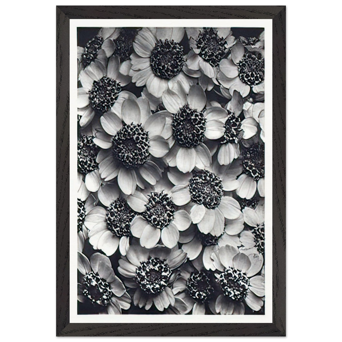 Art Forms in Nature 119 by Karl Blossfeldt, framed poster, view 2