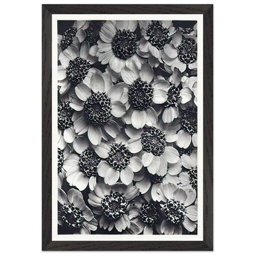Art Forms in Nature 119 by Karl Blossfeldt, framed poster, view 2