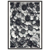 Art Forms in Nature 119 by Karl Blossfeldt, framed poster, view 3