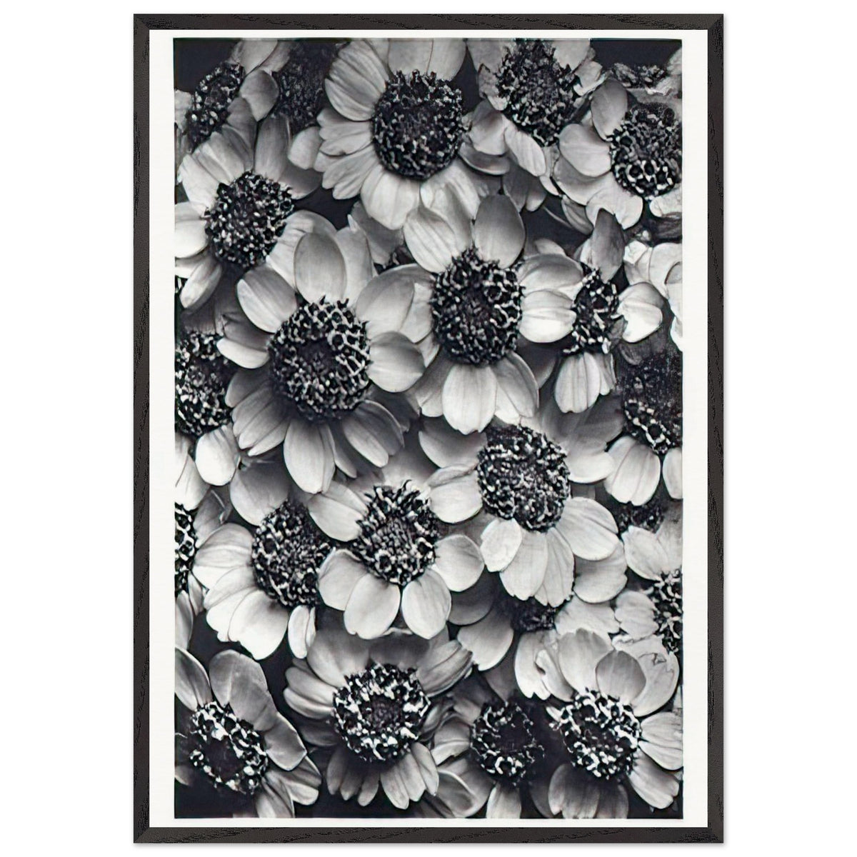 Art Forms in Nature 119 by Karl Blossfeldt, framed poster, view 3