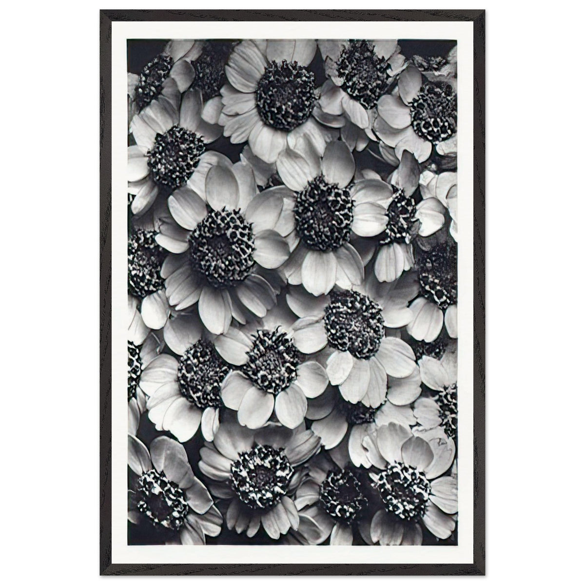 Art Forms in Nature 119 by Karl Blossfeldt, framed poster
