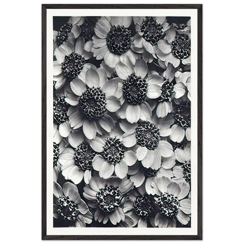 Art Forms in Nature 119 by Karl Blossfeldt, framed poster