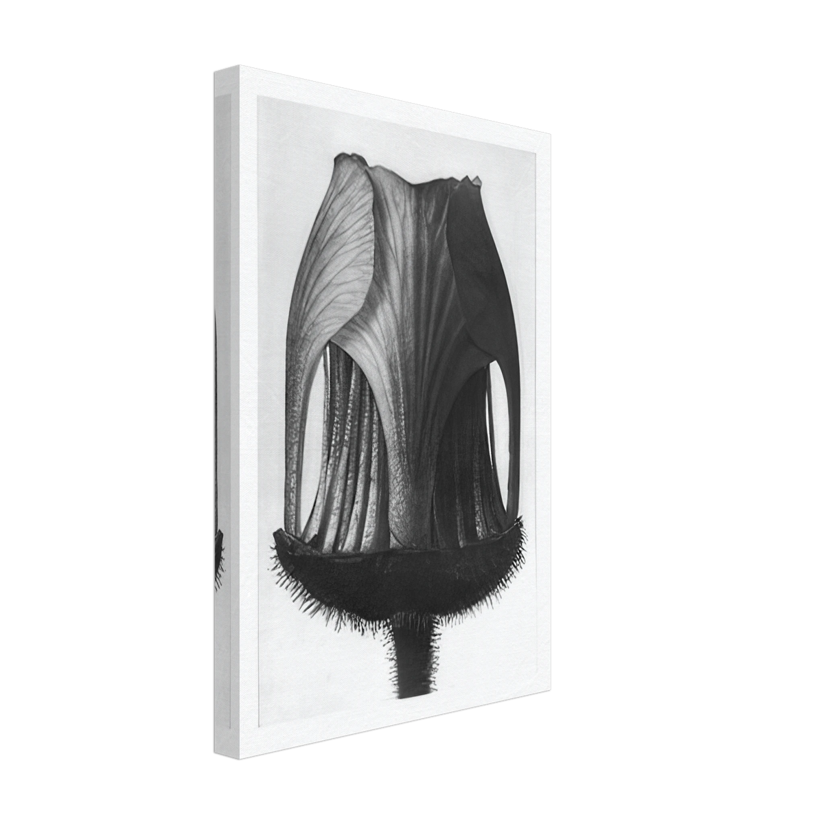 Art Forms in Nature 12 by Karl Blossfeldt, canvas, view 2