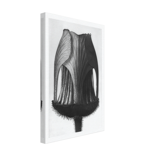Art Forms in Nature 12 by Karl Blossfeldt, canvas, view 2