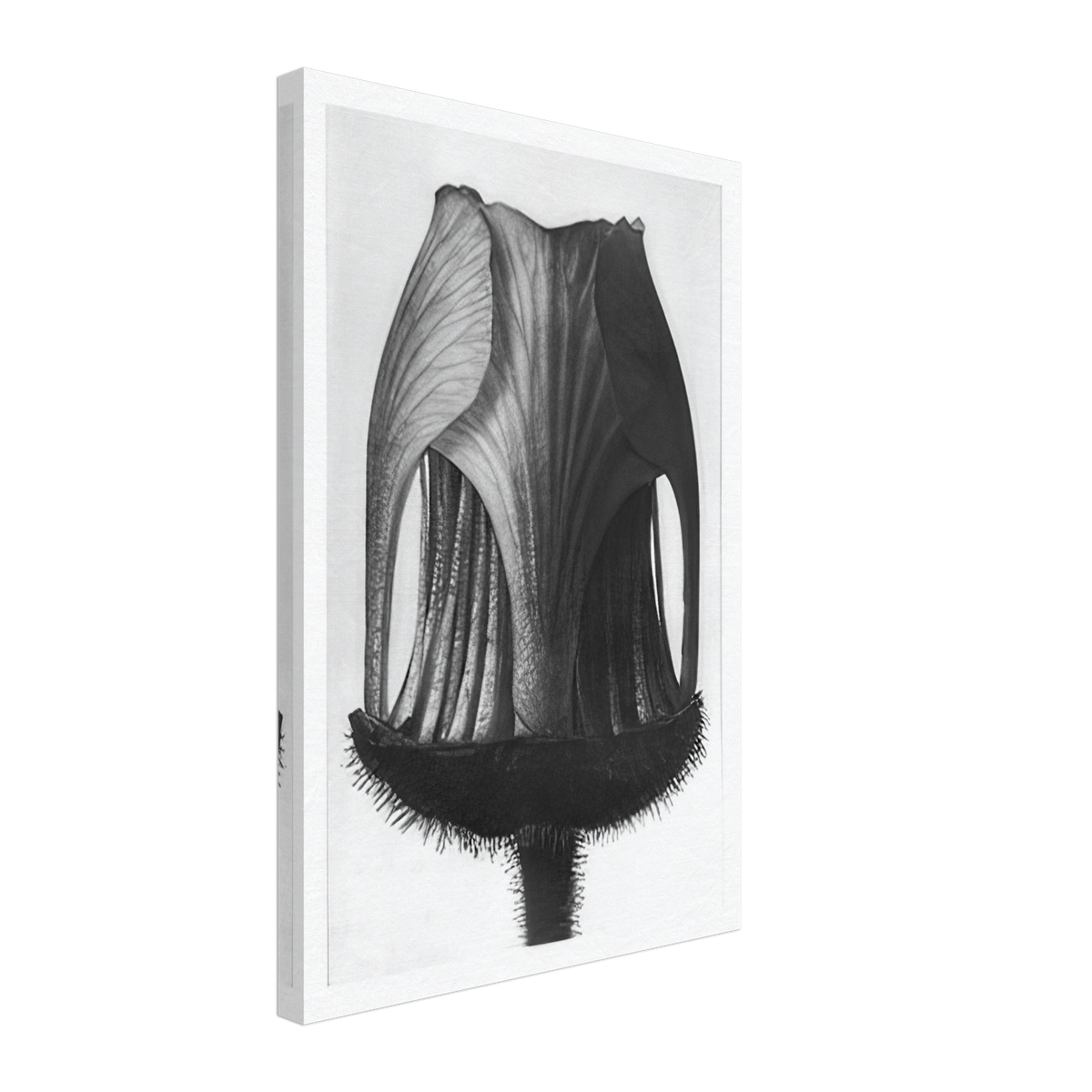 Art Forms in Nature 12 by Karl Blossfeldt, canvas
