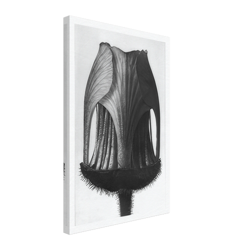 Art Forms in Nature 12 by Karl Blossfeldt, canvas