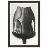 Art Forms in Nature 12 by Karl Blossfeldt, framed poster, view 2