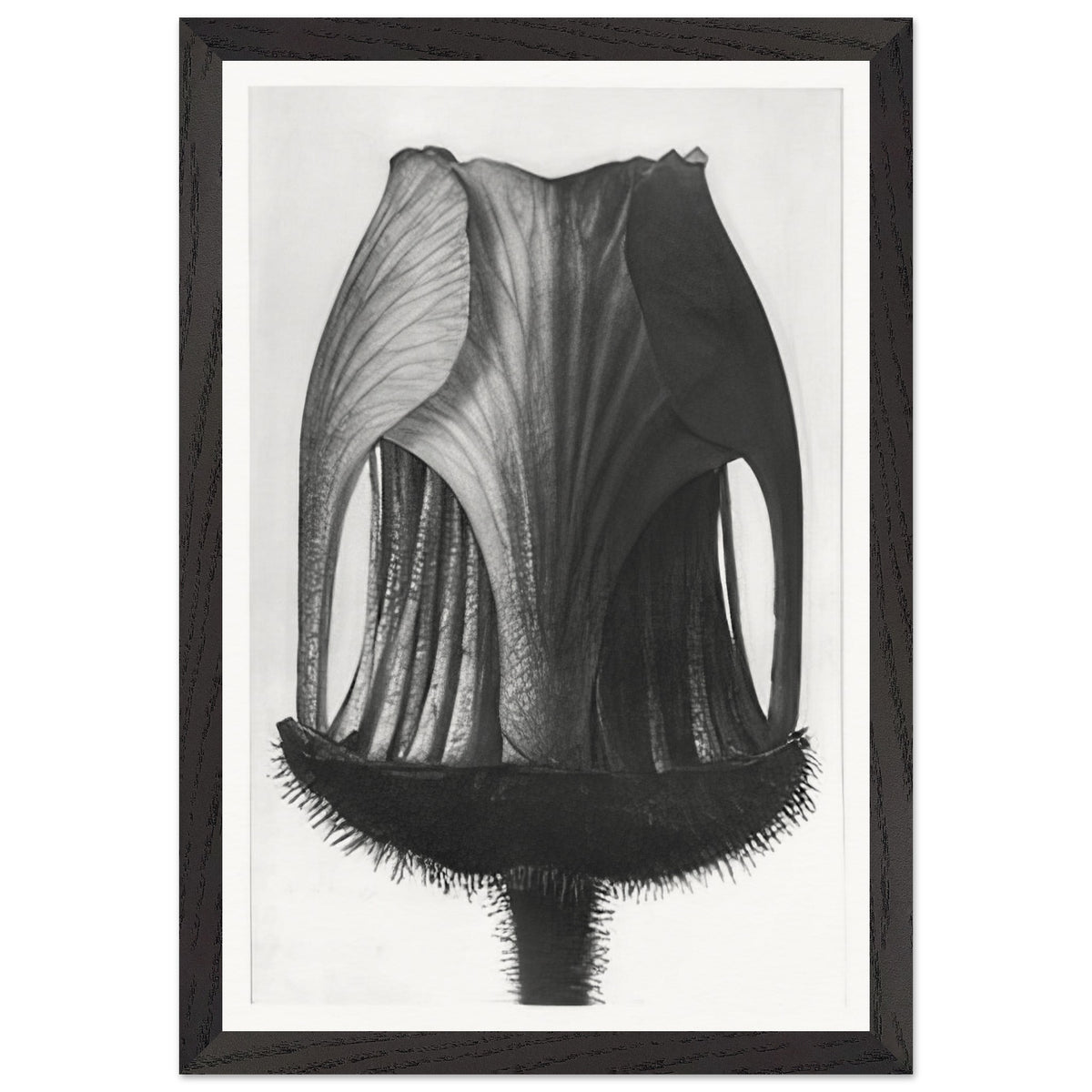 Art Forms in Nature 12 by Karl Blossfeldt, framed poster, view 2