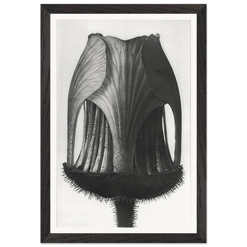 Art Forms in Nature 12 by Karl Blossfeldt, framed poster, view 2