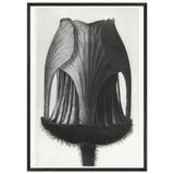 Art Forms in Nature 12 by Karl Blossfeldt, framed poster, view 3