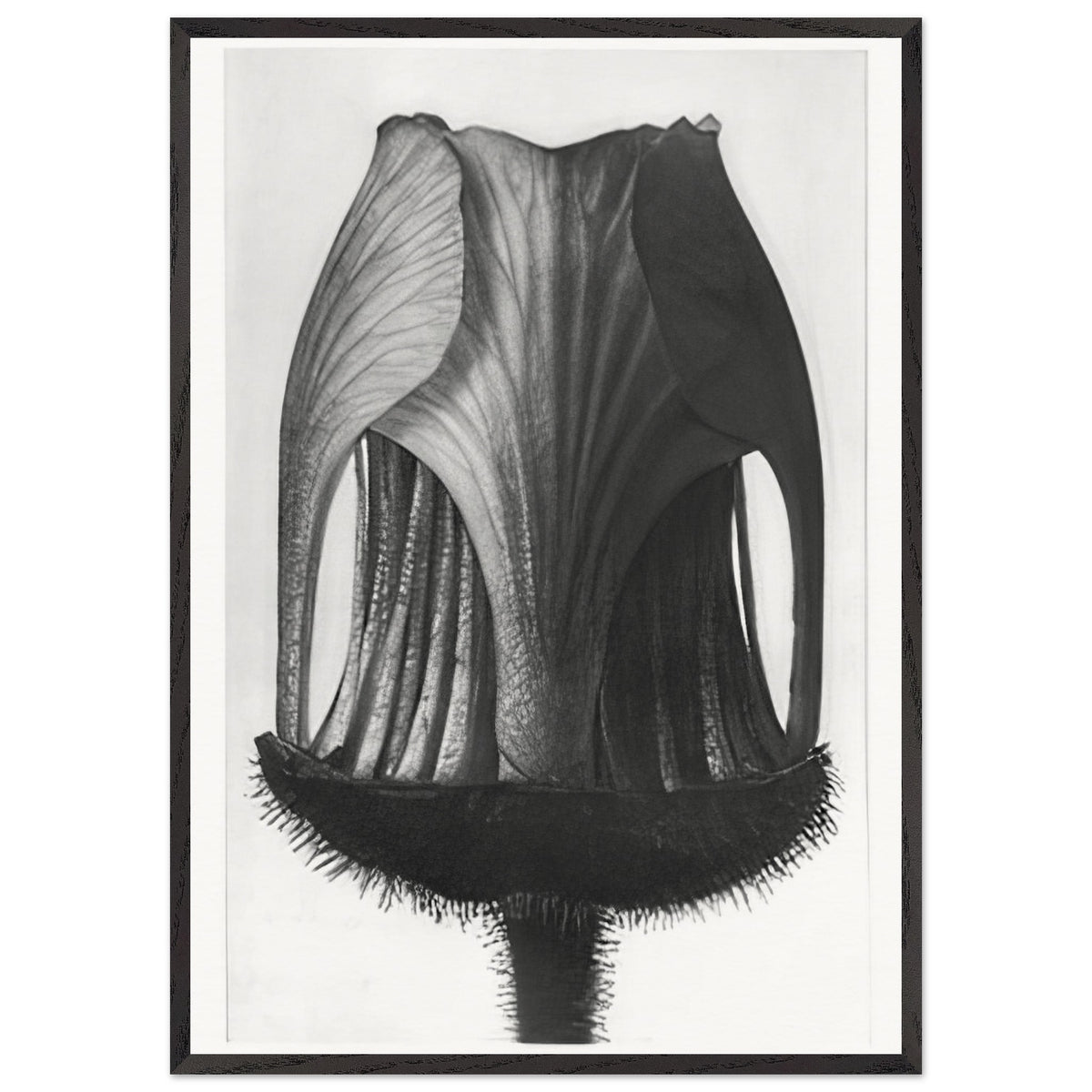 Art Forms in Nature 12 by Karl Blossfeldt, framed poster, view 3
