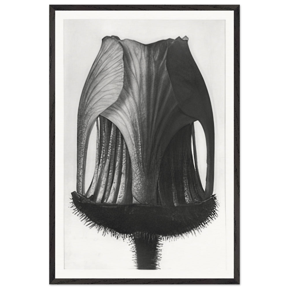 Art Forms in Nature 12 by Karl Blossfeldt, framed poster