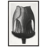 Art Forms in Nature 12 by Karl Blossfeldt, framed poster