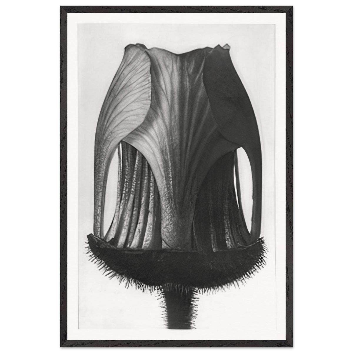Art Forms in Nature 12 by Karl Blossfeldt, framed poster