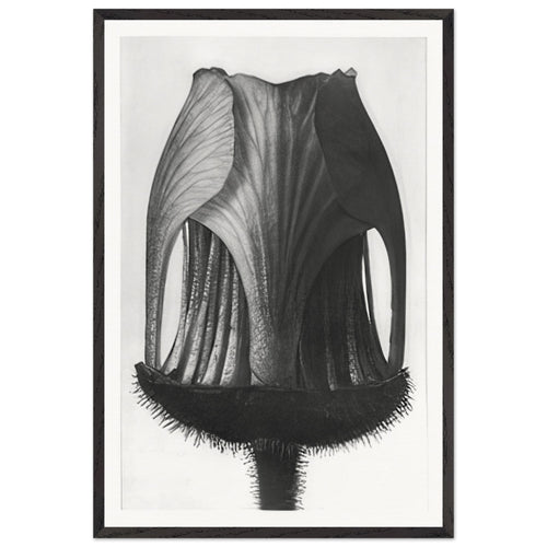 Art Forms in Nature 12 by Karl Blossfeldt, framed poster