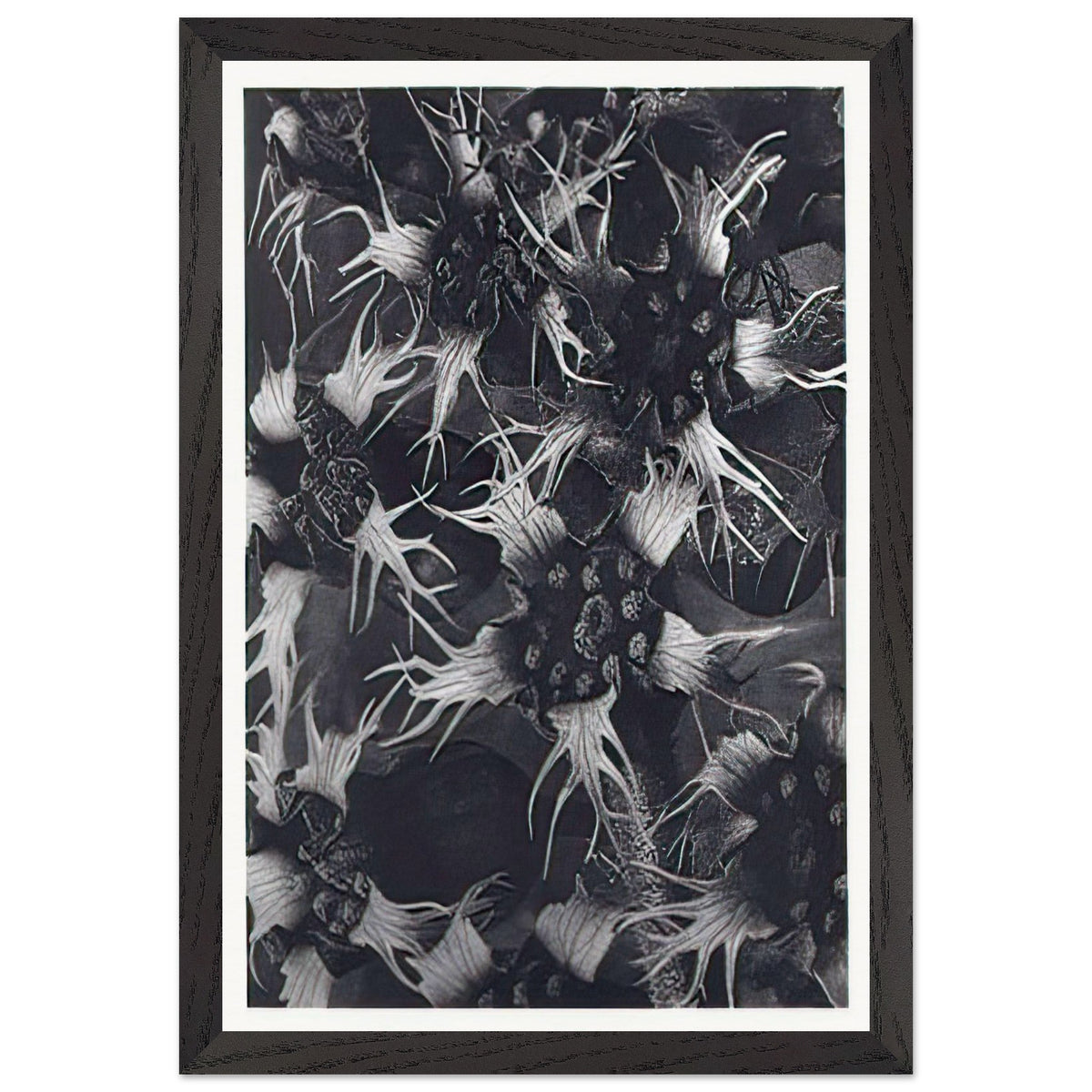 Art Forms in Nature 120 by Karl Blossfeldt, framed poster, view 2