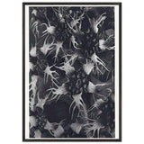 Art Forms in Nature 120 by Karl Blossfeldt, framed poster, view 3