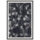 Art Forms in Nature 120 by Karl Blossfeldt, framed poster