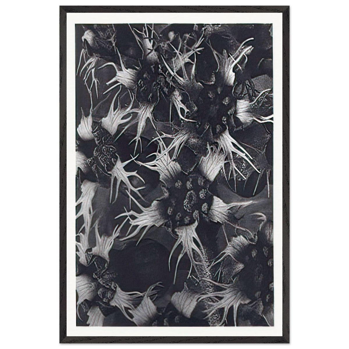 Art Forms in Nature 120 by Karl Blossfeldt, framed poster