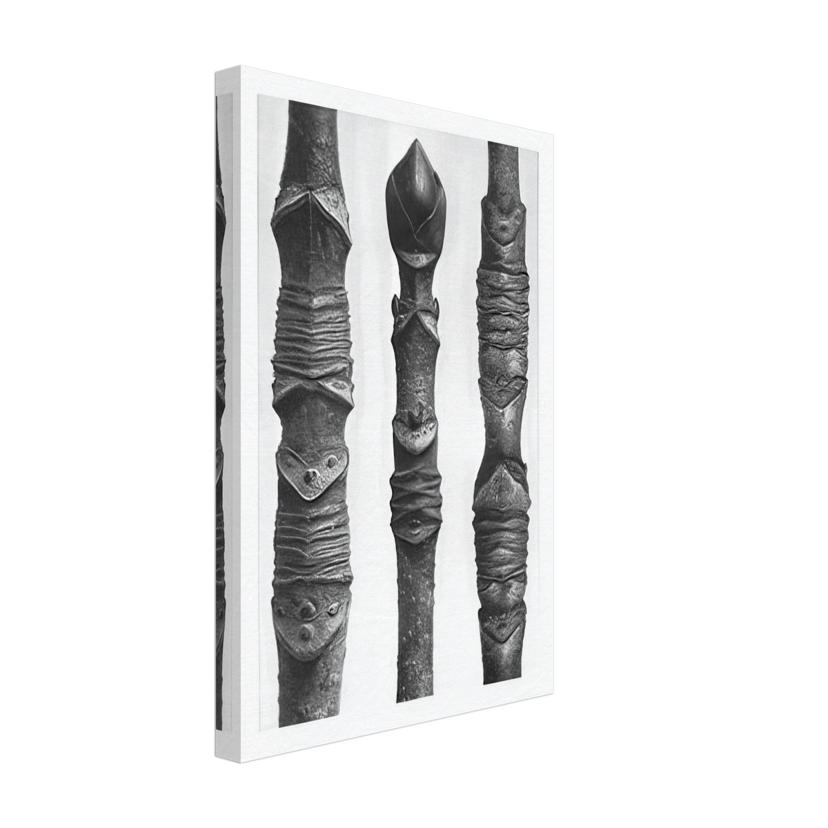 Art Forms in Nature 14 by Karl Blossfeldt, canvas, view 2