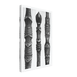 Art Forms in Nature 14 by Karl Blossfeldt, canvas