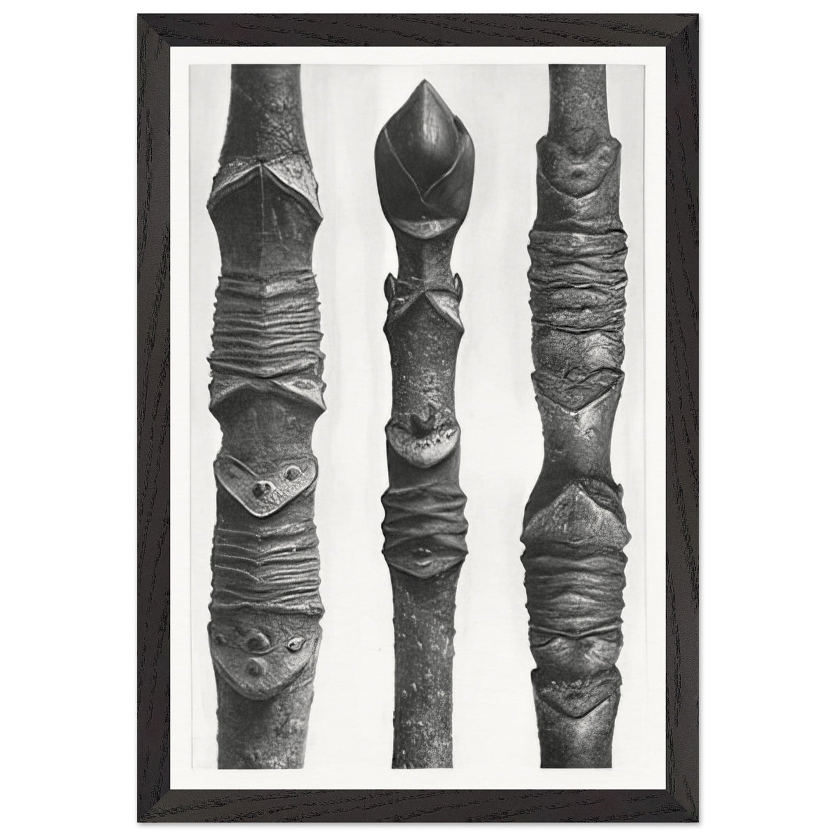 Art Forms in Nature 14 by Karl Blossfeldt, framed poster, view 2