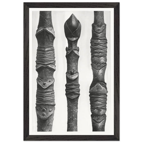 Art Forms in Nature 14 by Karl Blossfeldt, framed poster, view 2