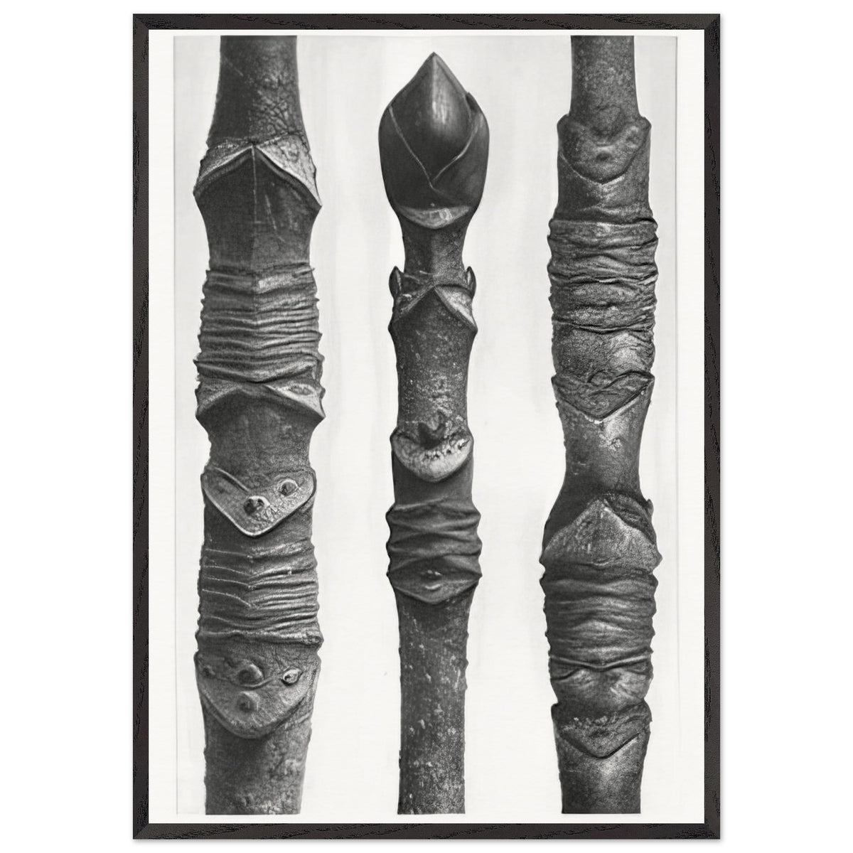 Art Forms in Nature 14 by Karl Blossfeldt, framed poster, view 3