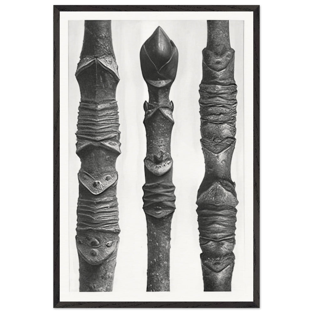 Art Forms in Nature 14 by Karl Blossfeldt, framed poster