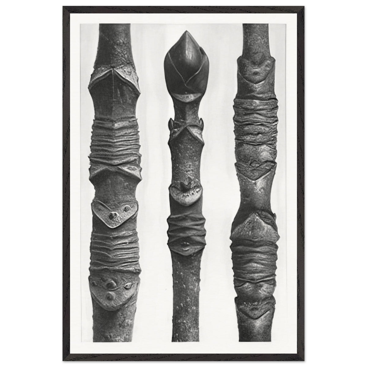 Art Forms in Nature 14 by Karl Blossfeldt, framed poster