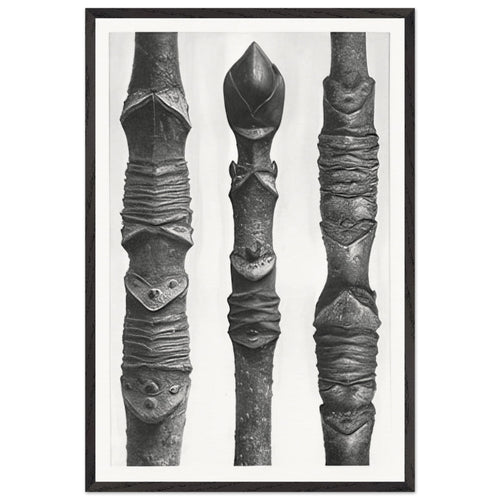 Art Forms in Nature 14 by Karl Blossfeldt, framed poster