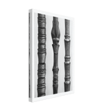 Art Forms in Nature 15 by Karl Blossfeldt, canvas, view 2