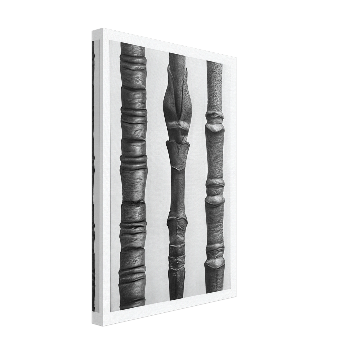 Art Forms in Nature 15 by Karl Blossfeldt, canvas, view 2