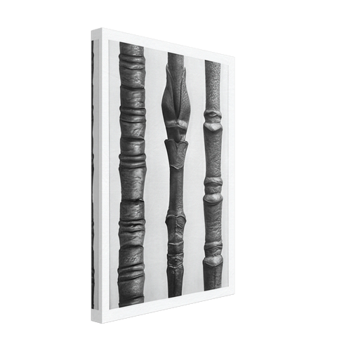 Art Forms in Nature 15 by Karl Blossfeldt, canvas, view 2
