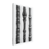 Art Forms in Nature 15 by Karl Blossfeldt, canvas
