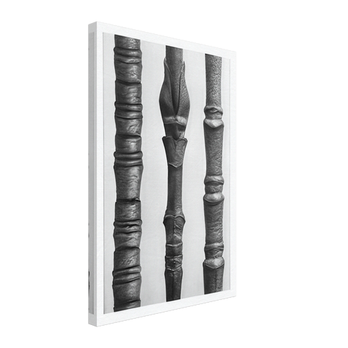 Art Forms in Nature 15 by Karl Blossfeldt, canvas