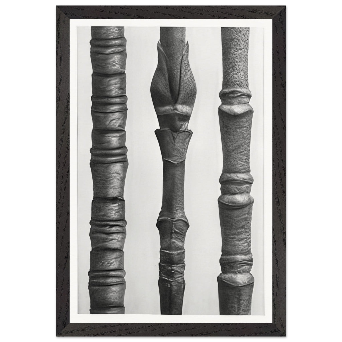 Art Forms in Nature 15 by Karl Blossfeldt, framed poster, view 2