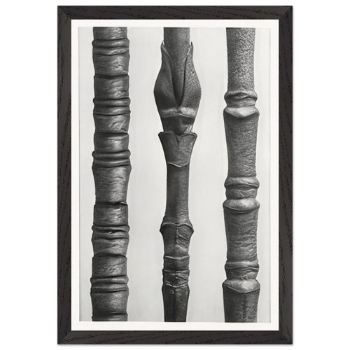 Art Forms in Nature 15 by Karl Blossfeldt, framed poster, view 2
