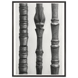Art Forms in Nature 15 by Karl Blossfeldt, framed poster, view 3