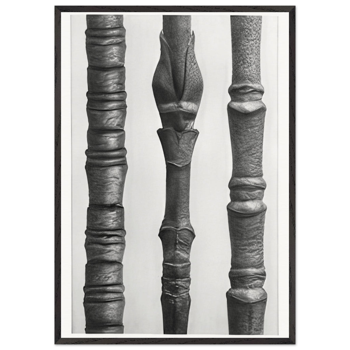 Art Forms in Nature 15 by Karl Blossfeldt, framed poster, view 3