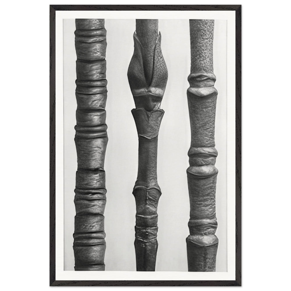 Art Forms in Nature 15 by Karl Blossfeldt, framed poster
