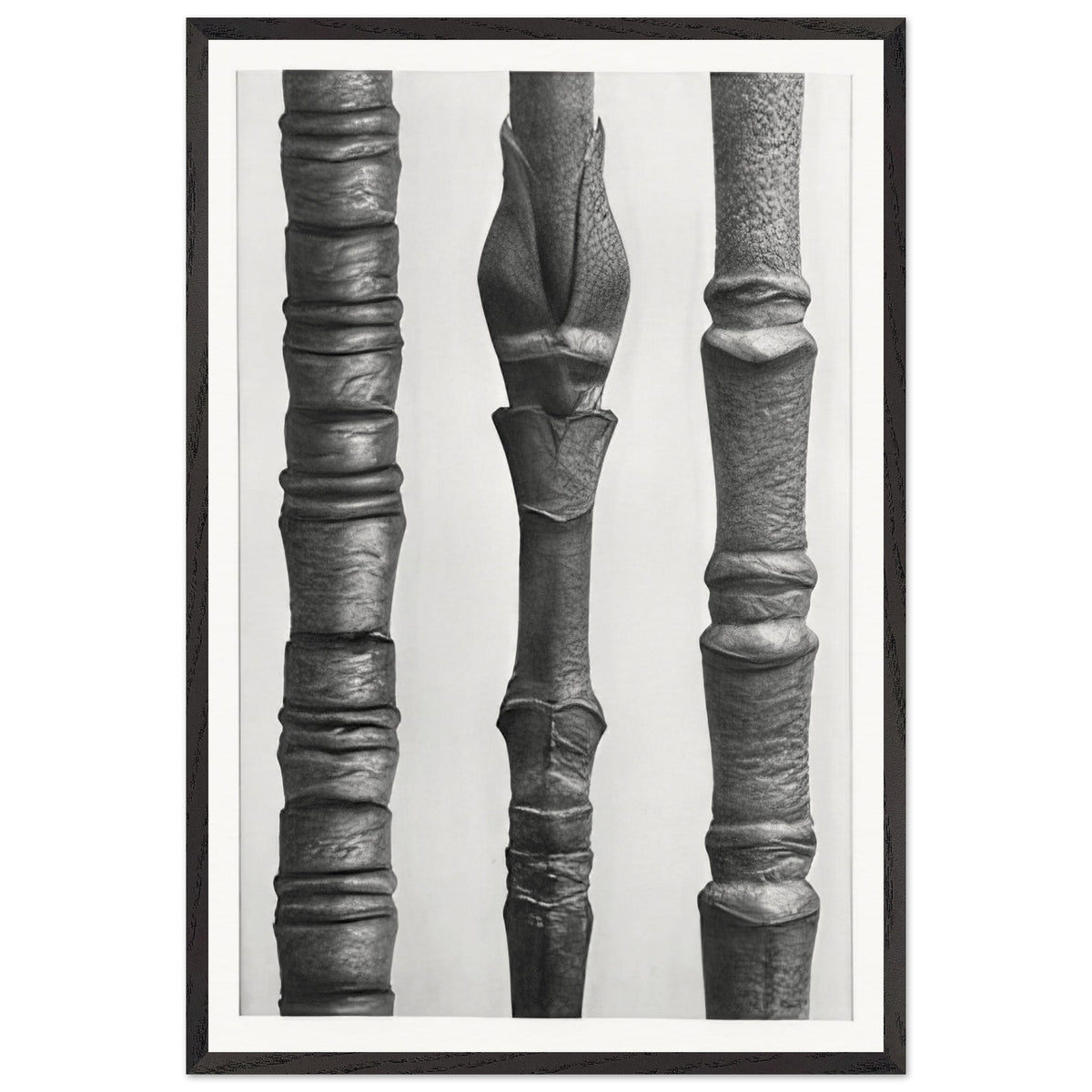 Art Forms in Nature 15 by Karl Blossfeldt, framed poster